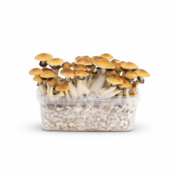 golden teacher grow kit for magic mushrooms