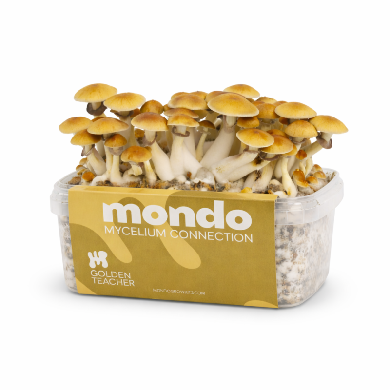 Golden Teacher - Kit per la coltivazione di funghi magici