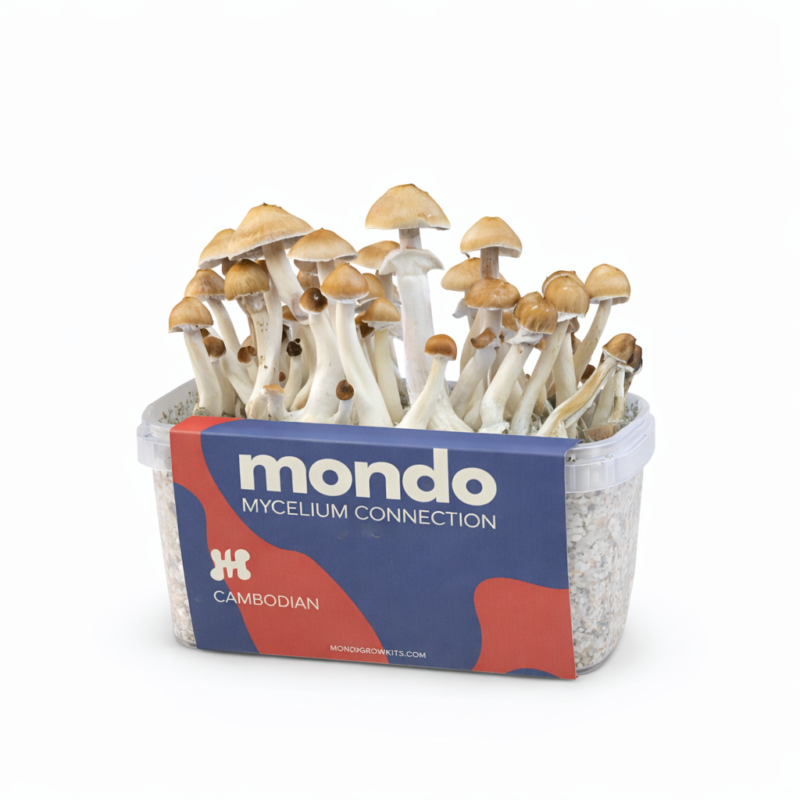 Cambodian - Magische Paddestoel Kweekset