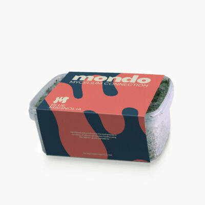 Inicio 15 Kit de cultivo Magnolia azul