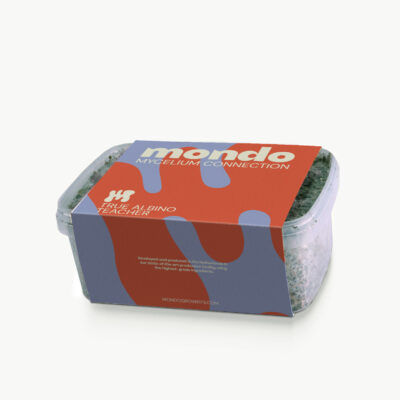 Inicio 25 True Albino Teacher - Kit de cultivo de setas mágicas