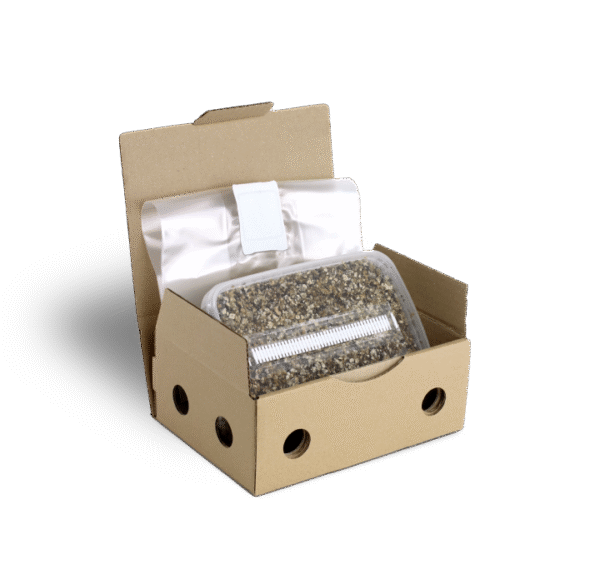 Sterilised Substrate