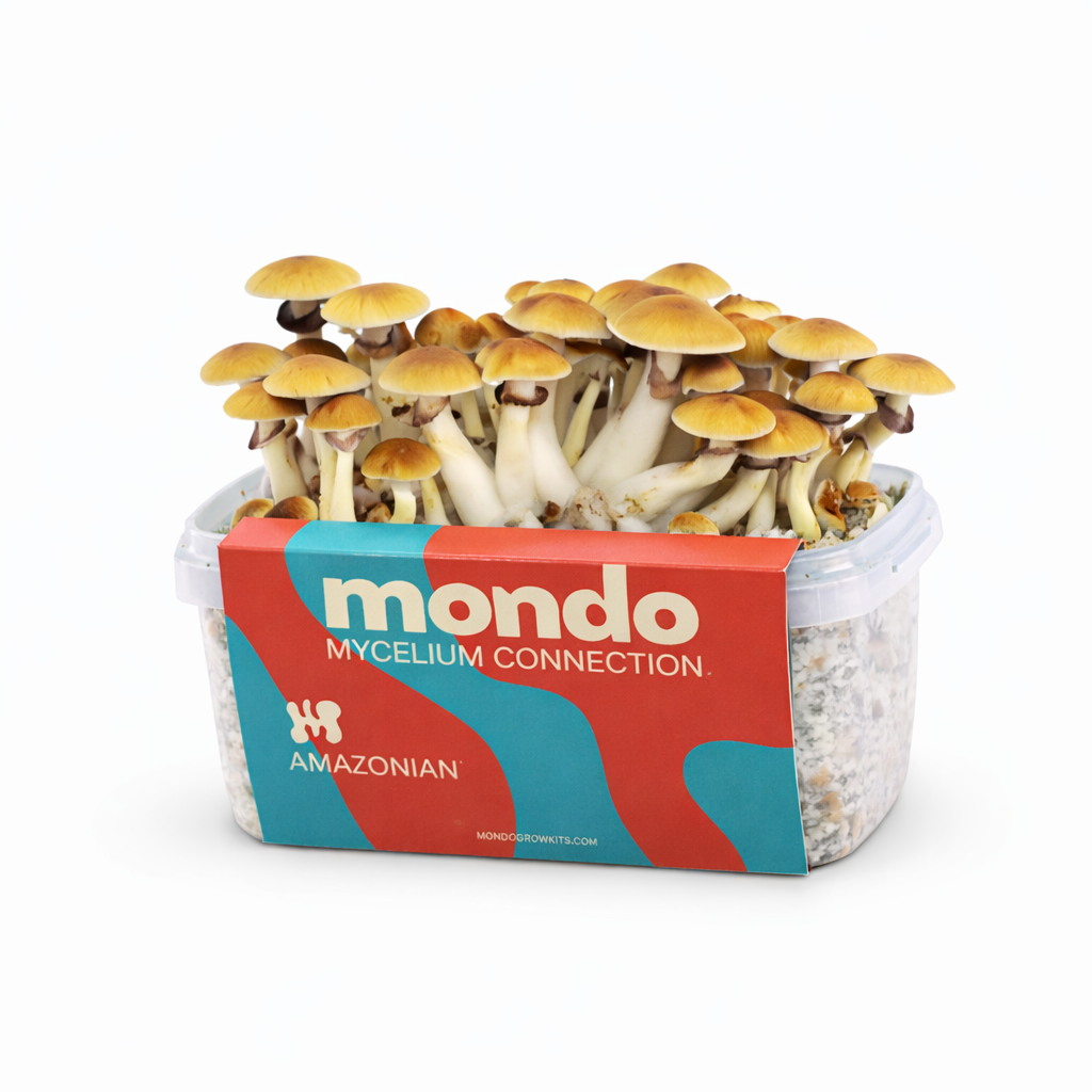 Amazonian - Magic Mushroom Grow Kit | Mondo Growkits Amazonian - magischer Pilzanbaukasten