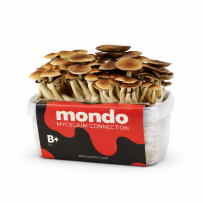 B+ - Magische Paddenstoel Kweekset
