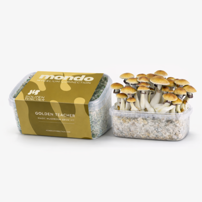 Magic Mushroom Grow Kits