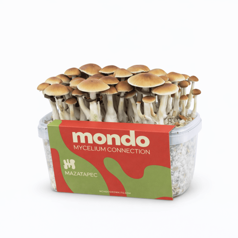 Mazatapec (Psilocybe cubensis) - Soort Mazatapec - Paddo kweekset