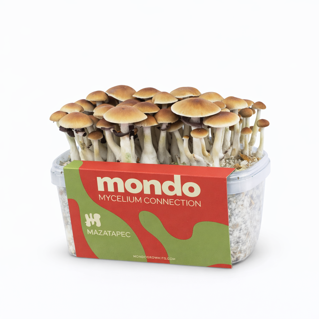 Mazatapec - Kit de culture de champignons magiques | Mondo Growkits Mazatapec - kit de culture de champignons magiques