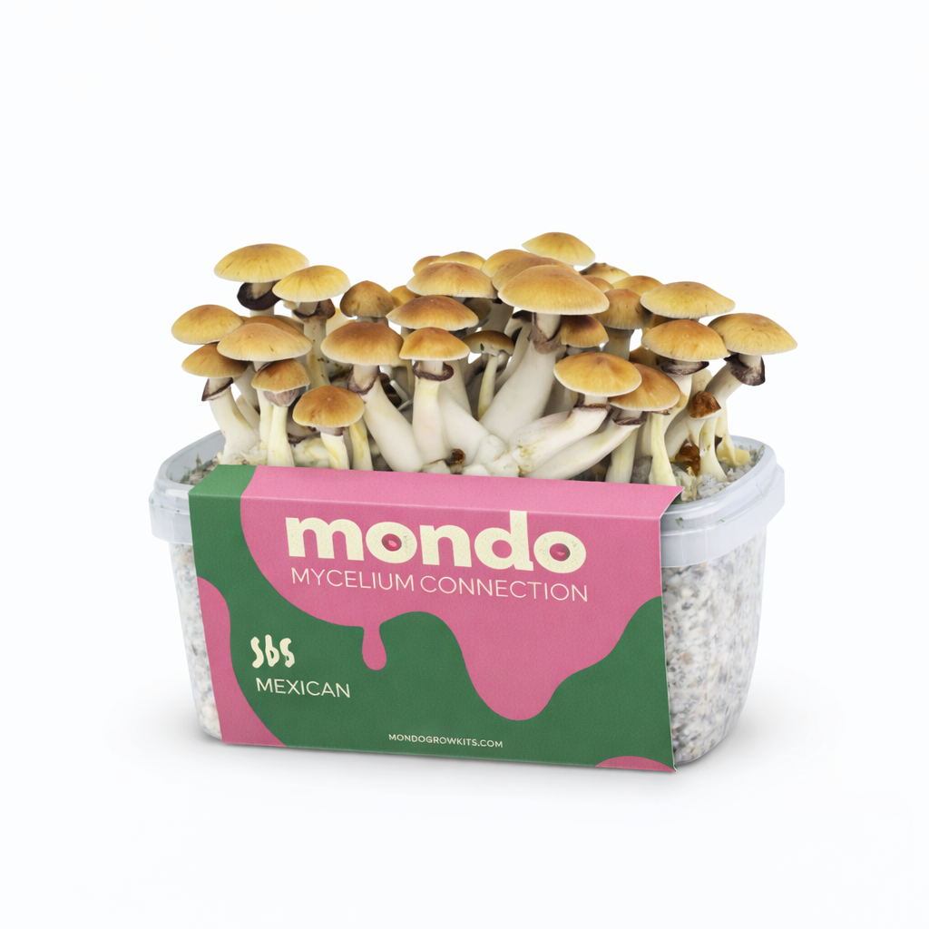 Mexicana - Kit de culture de champignons magiques | Mondo Growkits Mexicana - kit de culture de champignons magiques