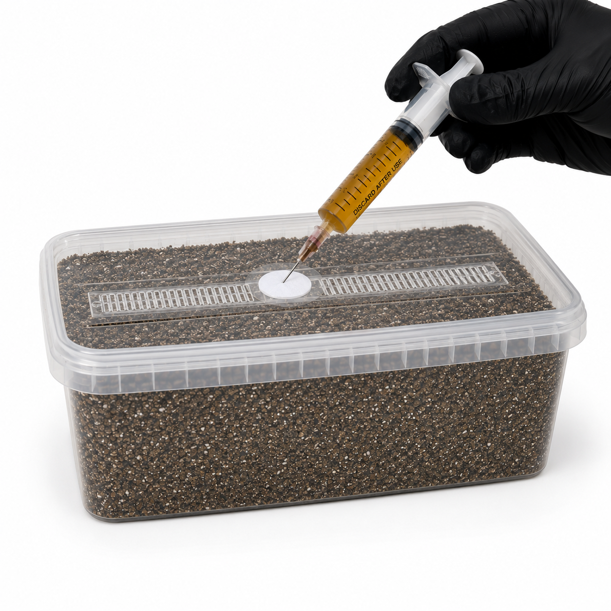 Golden Teacher - Psilocybe Cubensis Liquid Culture Siringa | Mondo Growkits Liquid culture syringe injection in sterilized substrate