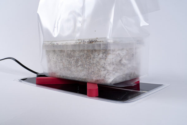 Mushroom cultivation in plastic bag