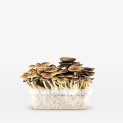 Alternative view of McKennaii