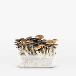 Alternative view of Treasure Coast