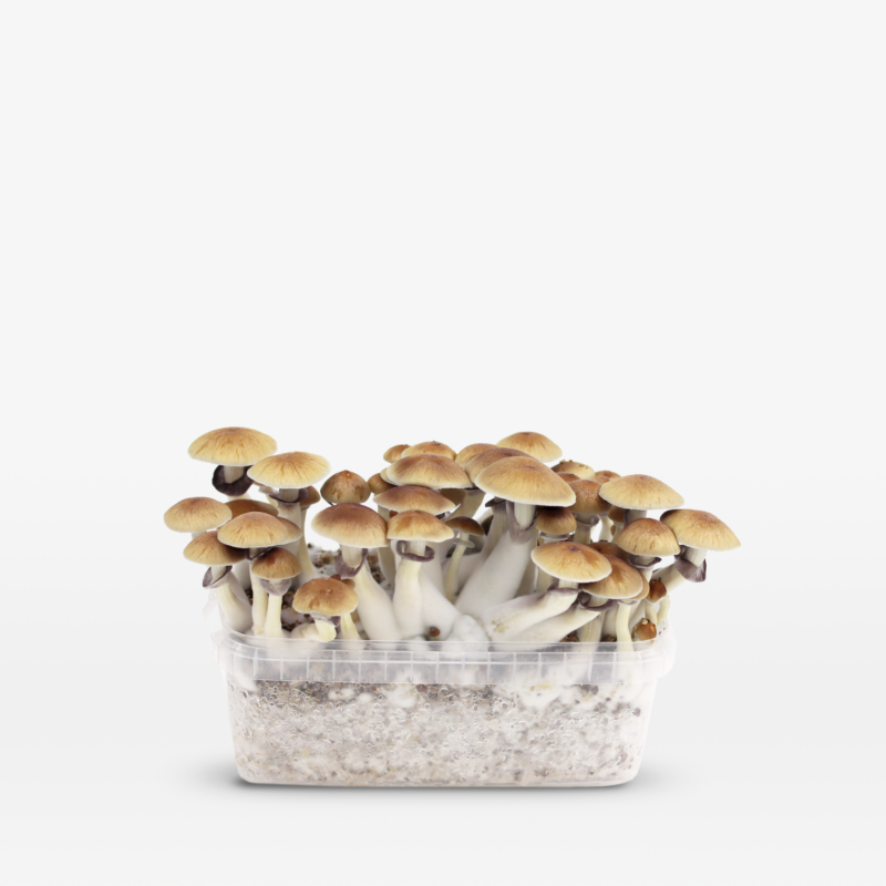 Golden Teacher (Psilocybe cubensis) Cepa