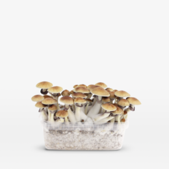 Alternative view of Mexicana