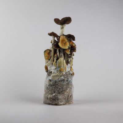 B+ - Magische Paddenstoel Kweekzak