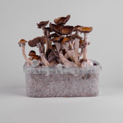 Vista alternativa de Blue Magnolia - Magic Mushroom Grow Kit