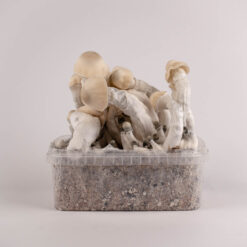 Alternative view of Blue Ghost - Magic Mushroom Grow Kit