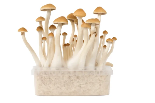 Magic Mushroom Strains Explained: A Complete Guide to Psilocybe Cubensis Varieties