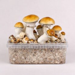 Alternative view of Hillbilly Pumkin' - Magic Mushroom Grow Kit