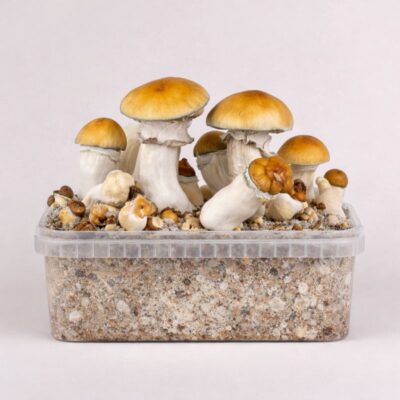 Vista alternativa de Hillbilly Pumkin' - Magic Mushroom Grow Kit