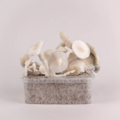 Alternative view of Jack Frost - Magic Mushroom Grow Kit