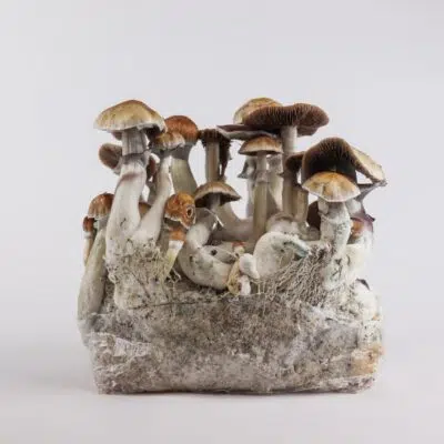 Come utilizzare una bustina di funghi allucinogeni pronta per la coltivazione: guida completa Scopata mentale Jedi - borsa per la coltivazione di funghi magici