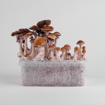 Vista alternativa de Jedi Mind Fuck - Magic Mushroom Grow Kit