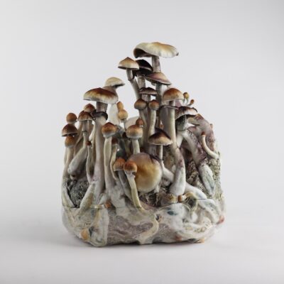 Mazatapec - Magische Paddenstoel Kweekzak