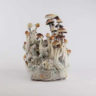 Come utilizzare una bustina di funghi allucinogeni pronta per la coltivazione: guida completa Mckennaii - Borsa per la coltivazione di funghi magici