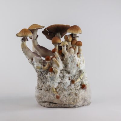 Thai - Magische Paddenstoel Kweekzak