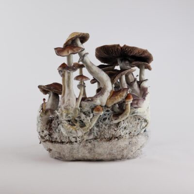 Treasure Coast - Magische Paddenstoel Kweekzak