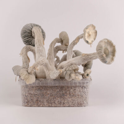 Vista alternativa de True Albino Teacher - Magic Mushroom Grow Kit