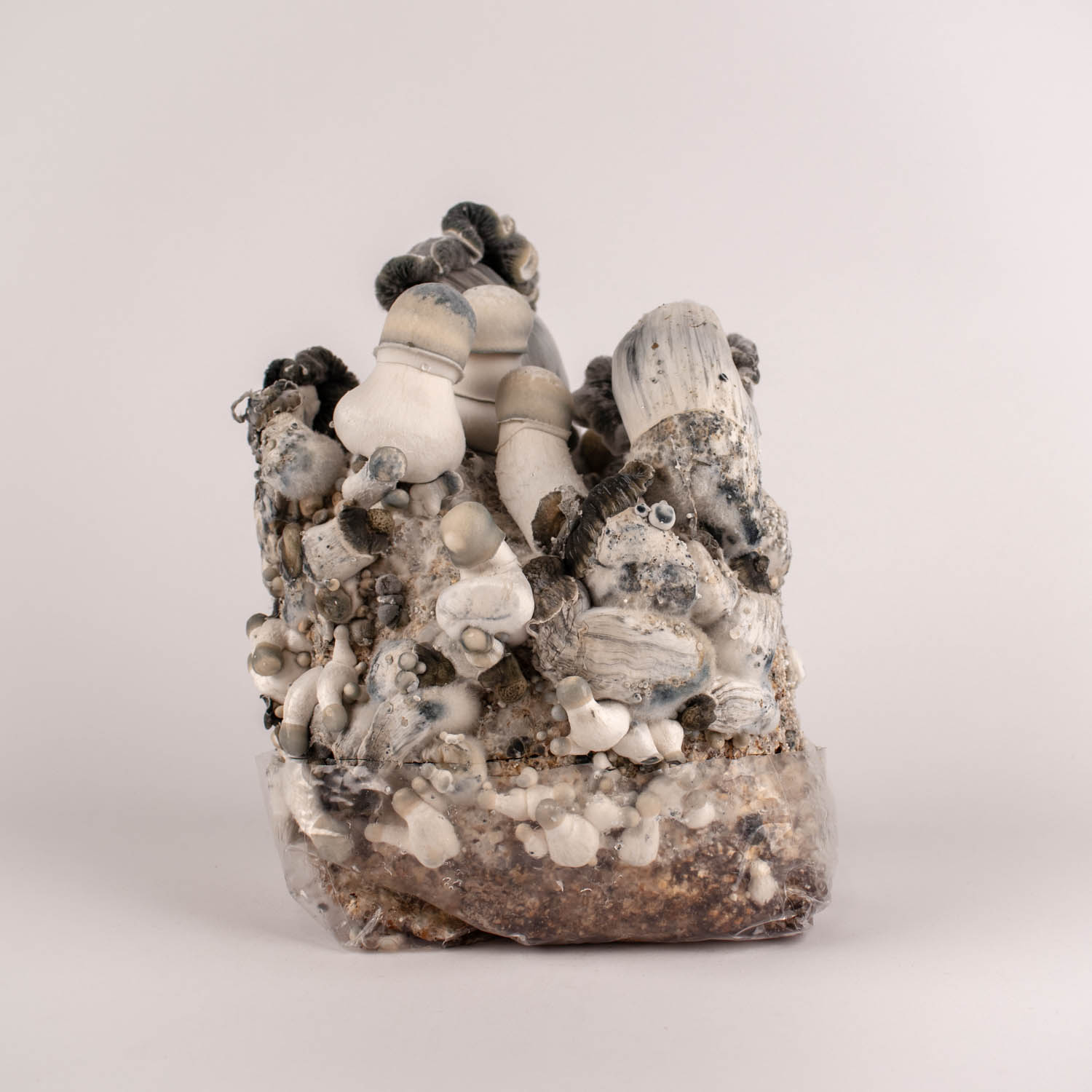Blue Ghost - Paddo kweekzak | Mondo Growkits Blue ghost - magic mushroom grow bag