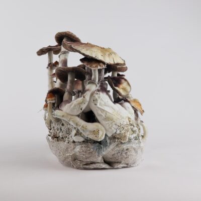 Cambodian - Magic Mushroom Grow Bag
