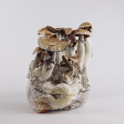Golden Teacher - Magic Mushroom Grow Bag