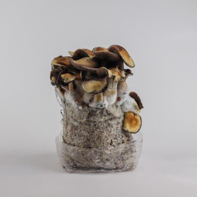 Hillbilly Pumkin' - Magic Mushroom Grow Bag