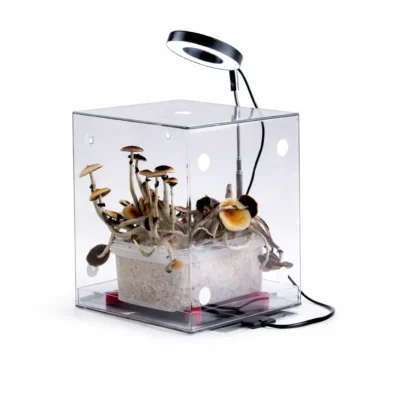 Home | Mondo Growkit Mondotub pro bundle - scatola magica per la coltivazione di funghi tutto in uno