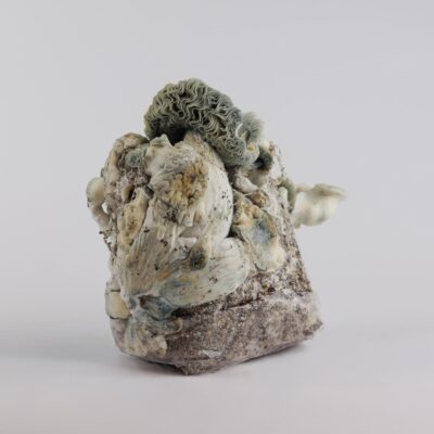 True Albino Teacher - Magic Mushroom Grow Bag