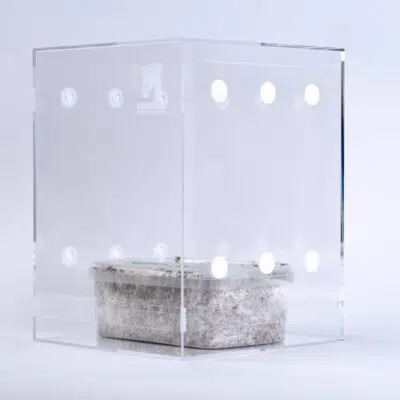Seitliche Pins bei Pilzen: Warum sie entstehen und was zu tun ist Mondotub Magic Mushroom Growbox