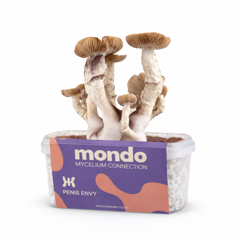 Penis Envy (Psilocybe cubensis) Cepa 1 Penis Envy - Kit de cultivo de hongos mágicos