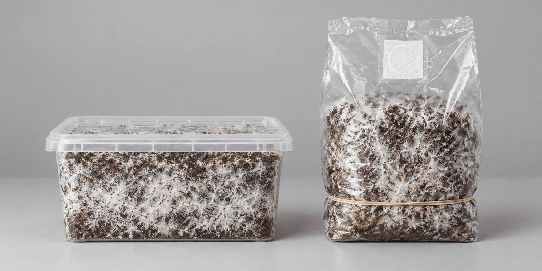 Magic Mushroom Grow Kits Vs Ready-To-Grow Bags: Complete Comparison Magic mushroom grow kits vs ready-to-grow bags