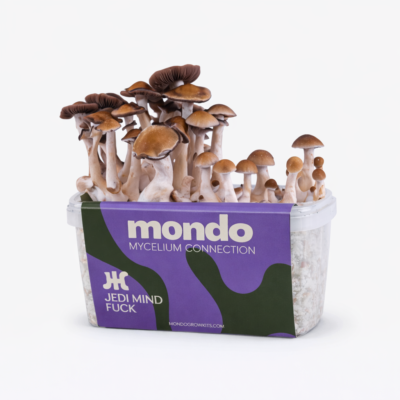 Home | Mondo Growkit Scopata mentale Jedi - kit per la coltivazione di funghi magici