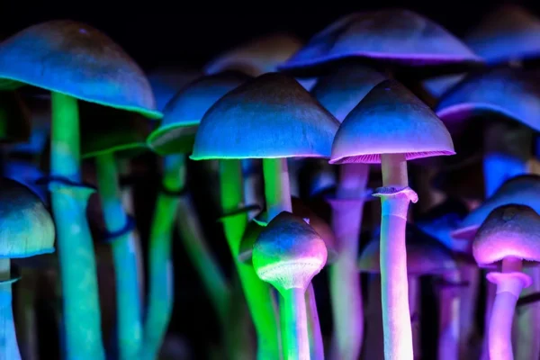 Magic Mushrooms UK
