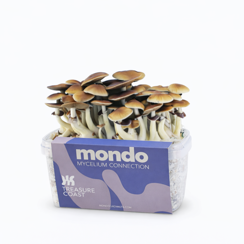 Variedad Treasure Coast (Psilocybe cubensis) Treasure coast - kit de cultivo de setas mágicas