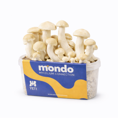 Home | Mondo Growkit Yeti - Kit per la coltivazione di funghi magici