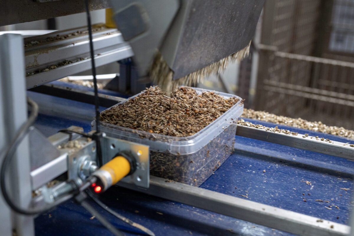 About Mondo | Mondo Growkits Magic mushroom growkit production mondo