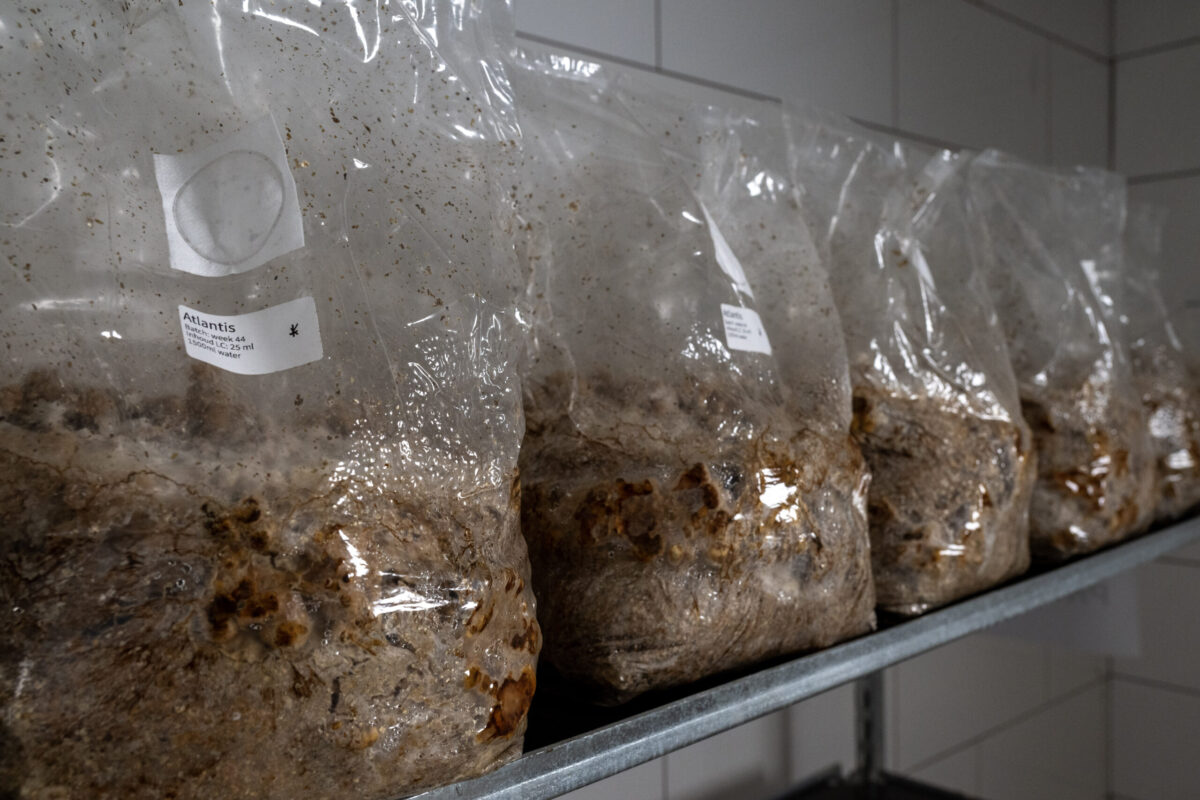 About Mondo | Mondo Growkits Magic truffles grow bag mondo