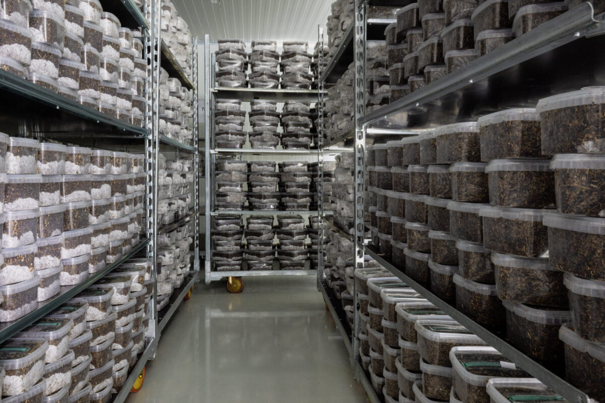 About Mondo | Mondo Growkits Mondo growkits storage magic mushroom grow kits