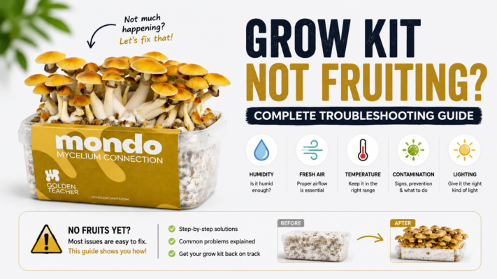 Magic mushroom grow kit not fruiting