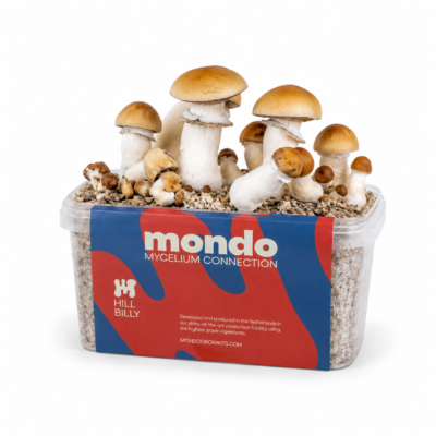 Magic Mushrooms Uk: What You Need To Know In 2026 | Mondo Growkits Hillbilly pumkin' - magic mushroom grow kit